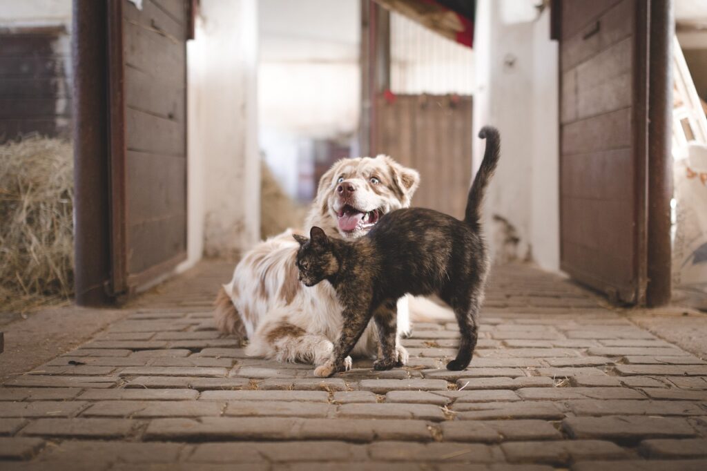Sterylizacja psów i kotów: dofinansowanie dostępne w Pszczynie!