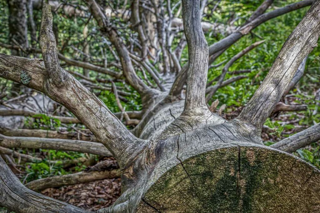 Jaką rolę w przyrodzie odgrywają martwe drzewa? Edukacja w Pszczynie